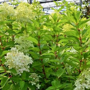 Hortensie Hydrangea panic. 'Limelight' ® - Bild 3