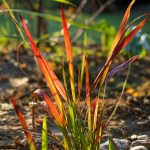 Japanisches Blutgras - Imperata 'Red Baron' - Bild 1