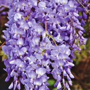 Blauregen - Wisteria sinensis 'Prolific' C 2