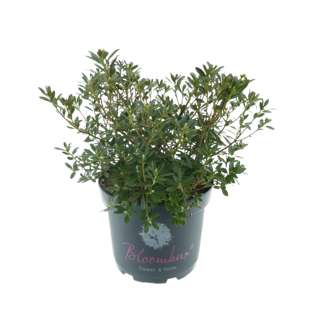 thuja nadeln kompost Purgrün Thuja-Dünger 1 kg