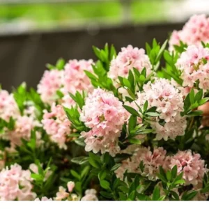 Bloombux_Blüte