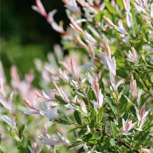 Eleganz in Rot und Weiß - Bild 2