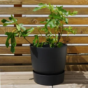 Feigenbaum - Ficus carica 'Firoma' ®