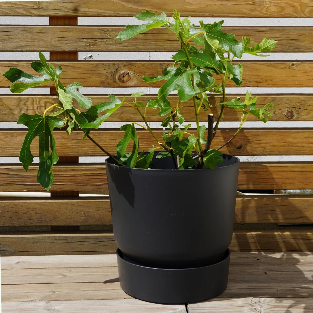 Feigenbaum - Ficus carica 'Firoma' ®