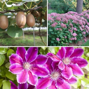 Blumen-Set Terrassenkomposition Palisade