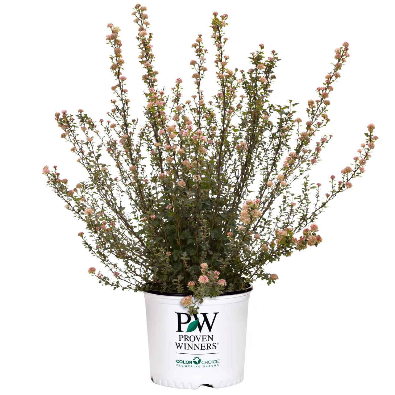 Blasenspiere - Physocarpus opulifolius 'Tiny Wine' ® Proven Winners® - Bild 2