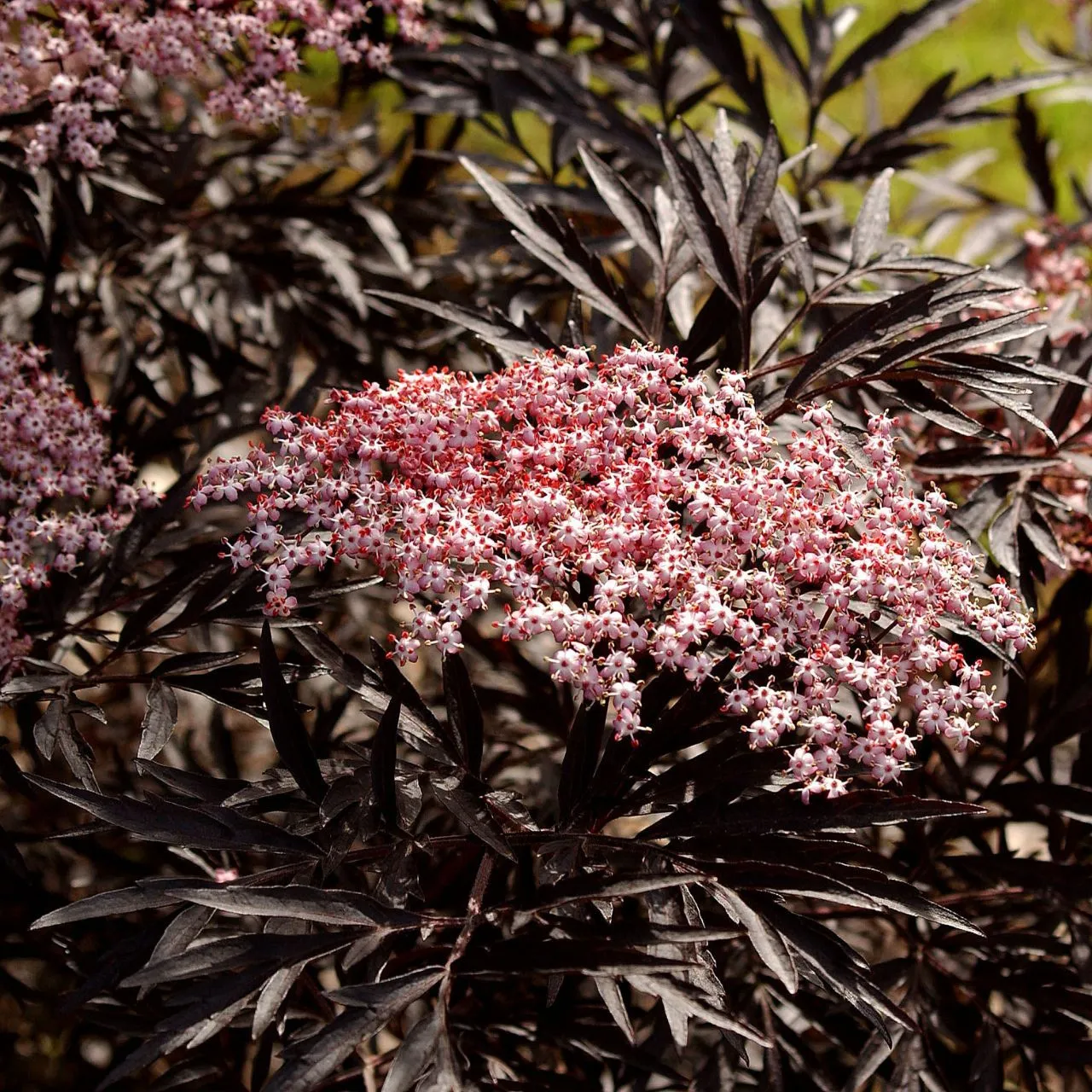 Holunder Cherry Lace