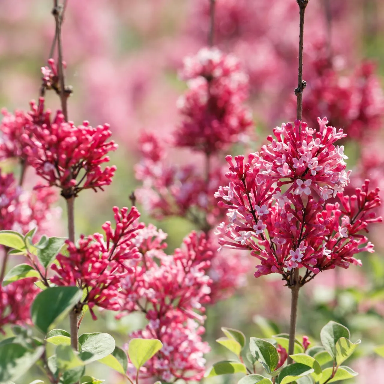 Zwergflieder - Syringa 'Tinkerbell' ®