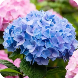 Bauernhortensie - Hydrangea macr. 'Endless Summer' ® Blau