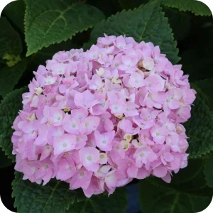 Bauernhortensie - Hydrangea macr. 'Endless Summer' ® Rosa