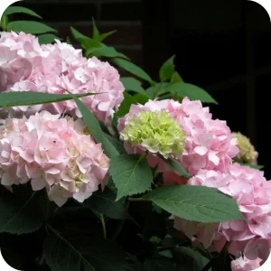 Bauernhortensie - Hydrangea macr. 'Endless Summer' ® Rosa