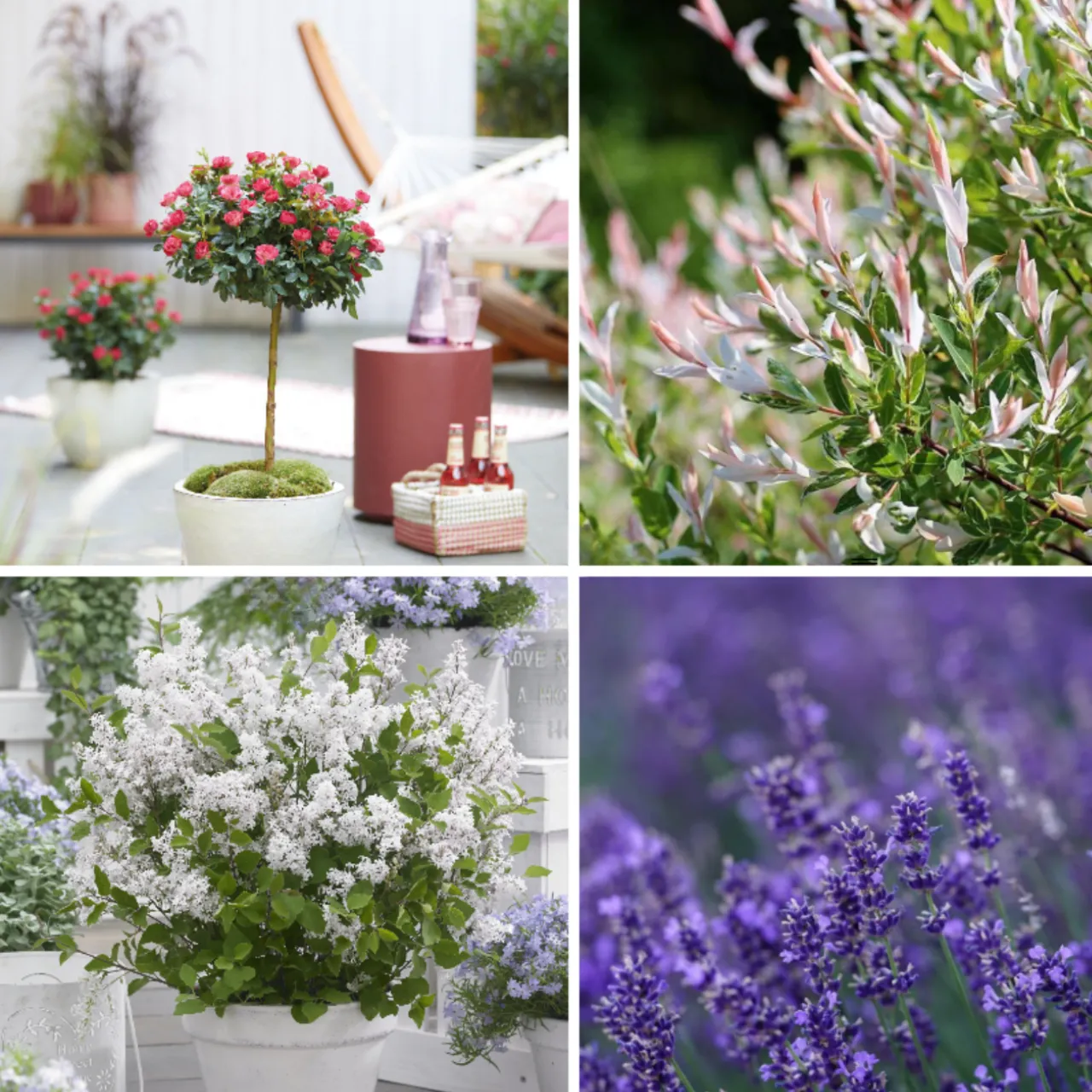 Eleganz in Rot und Weiß