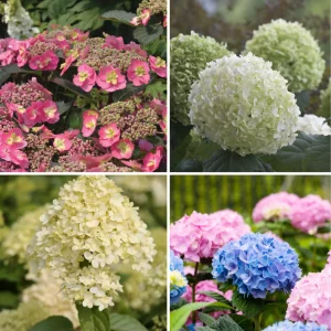 Hortensienzauber in Weiß und Rosa - Bild 1