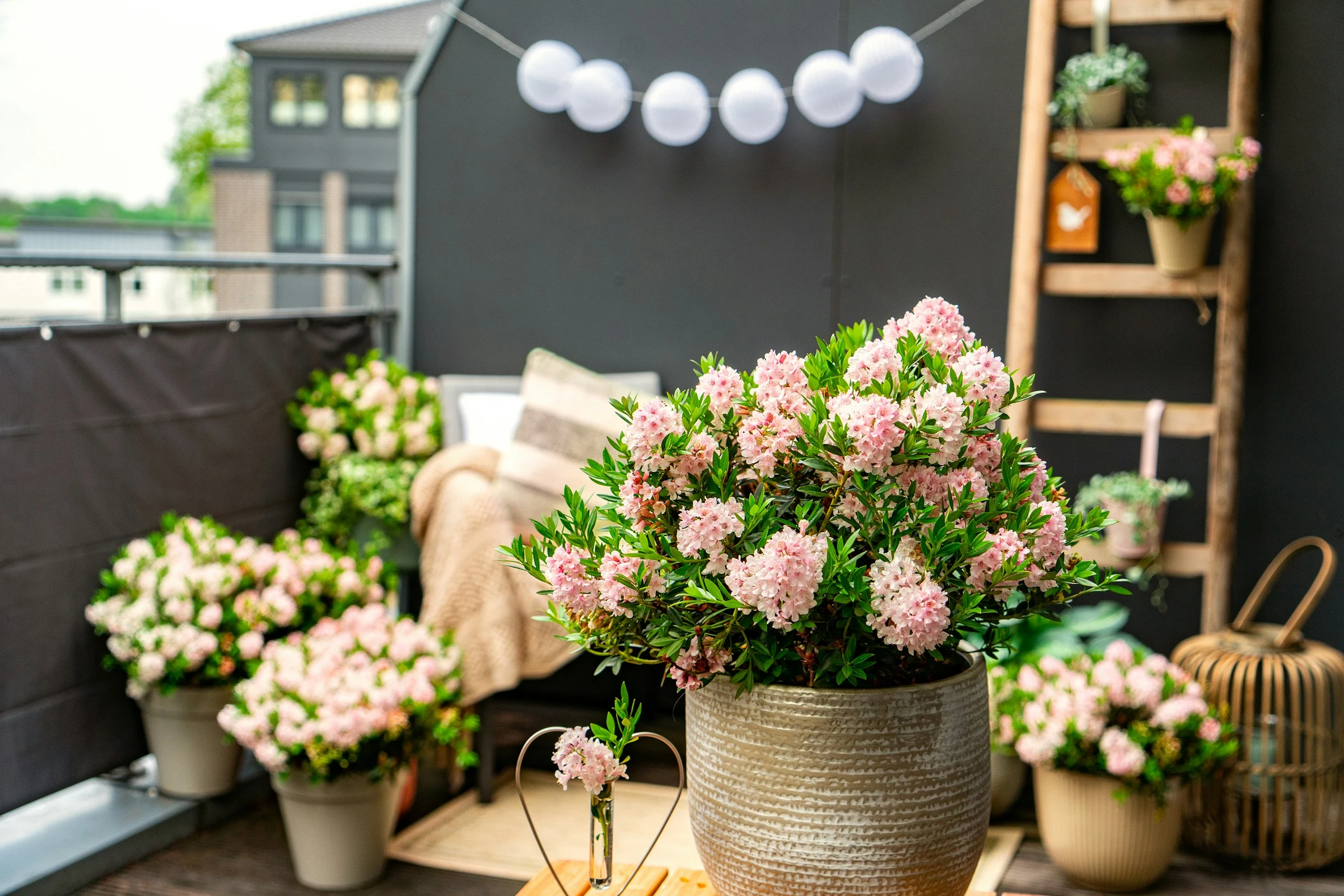 Sträucher & Stauden