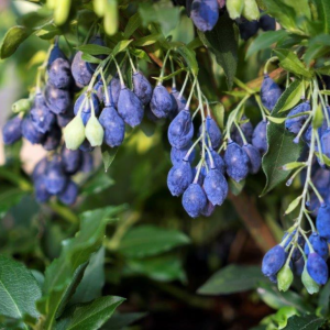 Fruchtwunder Heidelbeere 'Lucky Berry®'