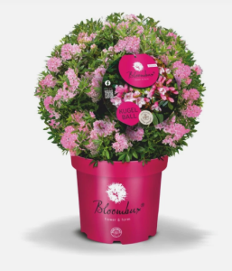 Zwerg-Rhododendron "Bloombux" Magenta