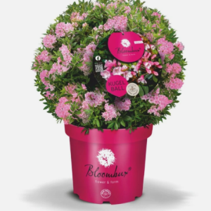 Zwerg-Rhododendron "Bloombux" Magenta - Bild 1