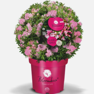 Zwerg-Rhododendron "Bloombux" Magenta
