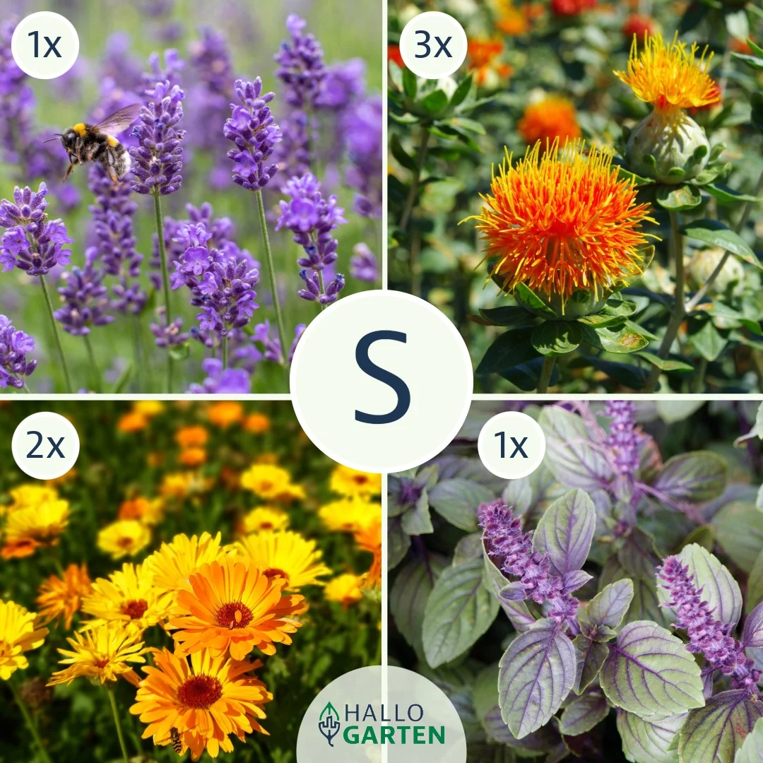 Blumen-Set Essbarer Blumengarten