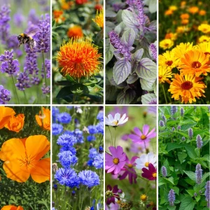 Blumen-Set Essbarer Blumengarten