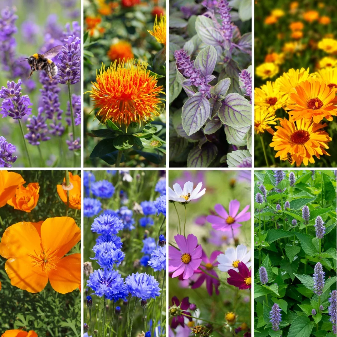 Blumen-Set Essbarer Blumengarten - Bild 4