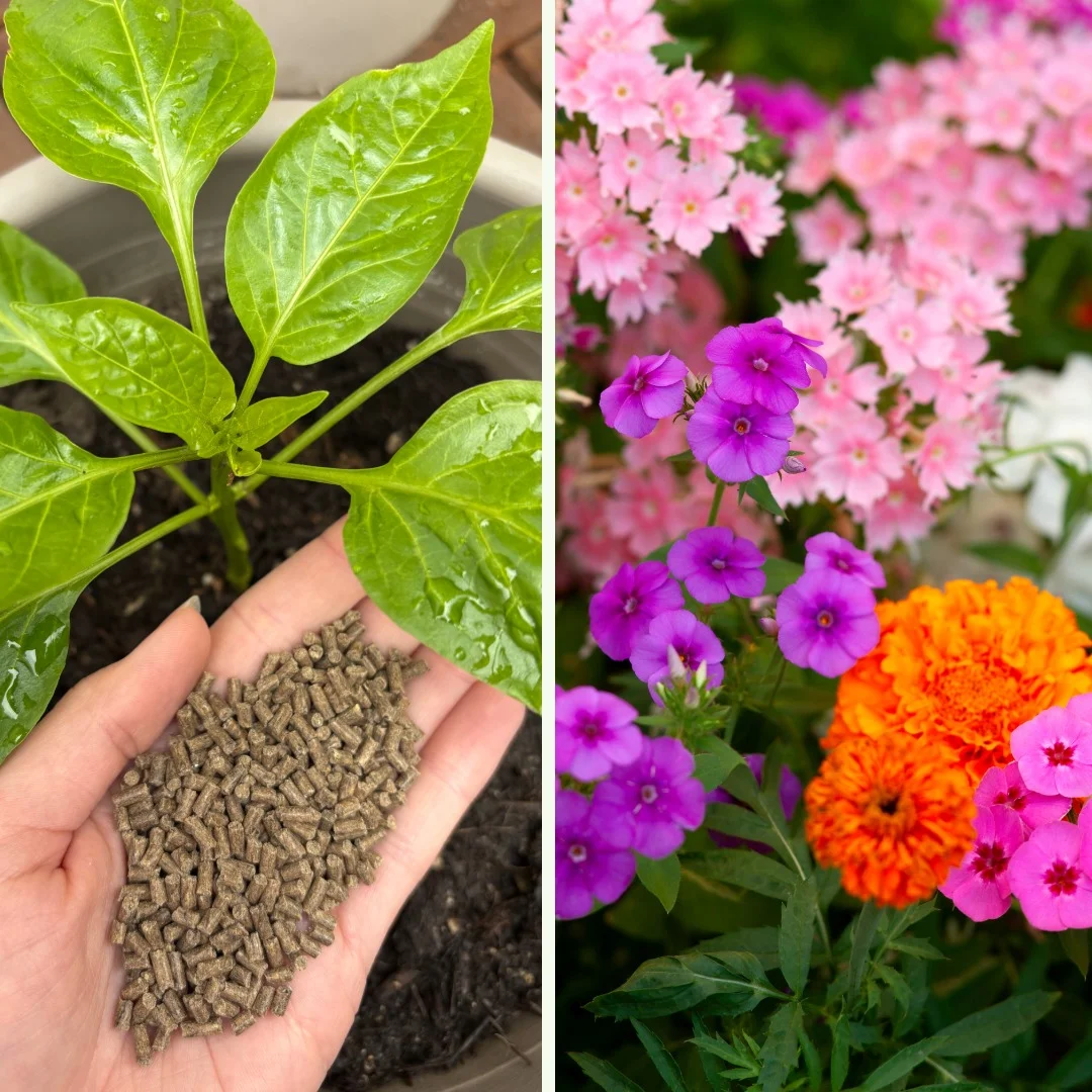 Hallo Garten BIO-Dünger für Sommerblumen (250 g)
