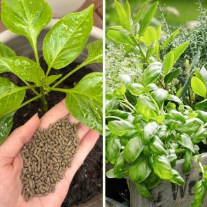 Hallo Garten Dünger für Kräuter und Stauden 500 g - Bild 4
