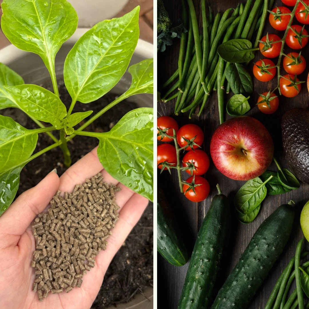 Hallo Garten BIO-Dünger für Obst und Gemüse (250 g) - Bild 4