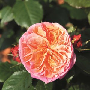 Beetrose - Rosa Mary Ann