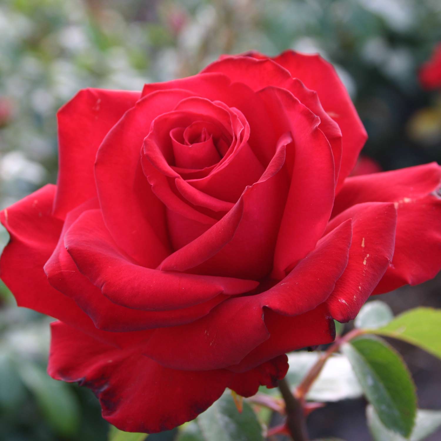 Beetrose - Rosa Jugendliebe®