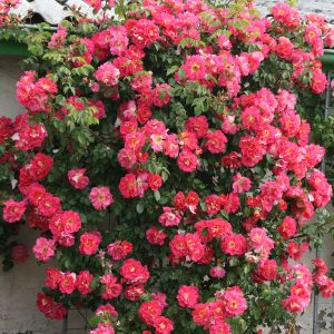 Kletterrose - Rosa Bajazzo®