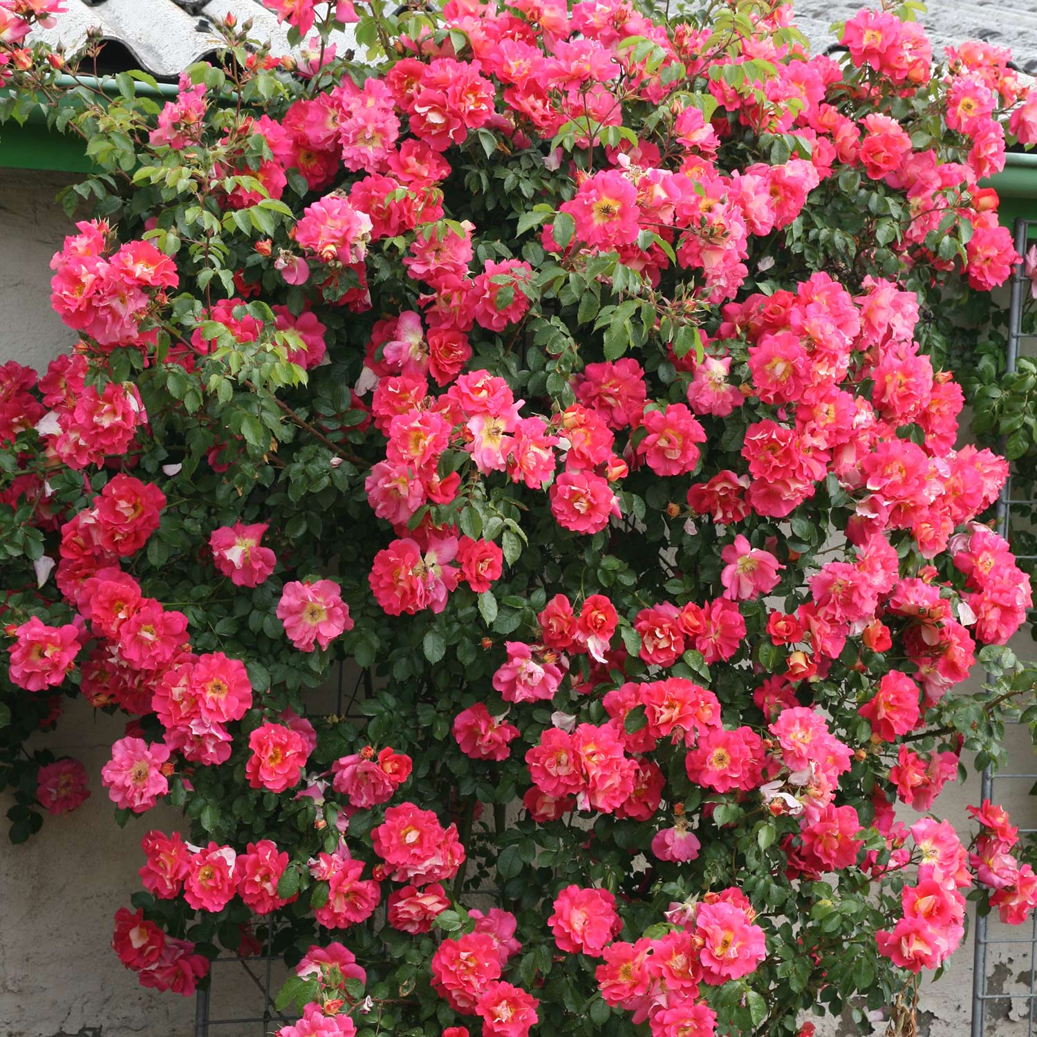 Kletterrose - Rosa Bajazzo®