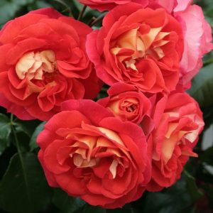 Beetrose - Rosa Gebrüder Grimm® - ADR-Rose