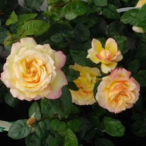Edelrose - Rosa Gloria Dei®