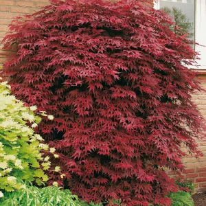 Roter Fächerahorn - Acer palmatum 'Atropurpureum'