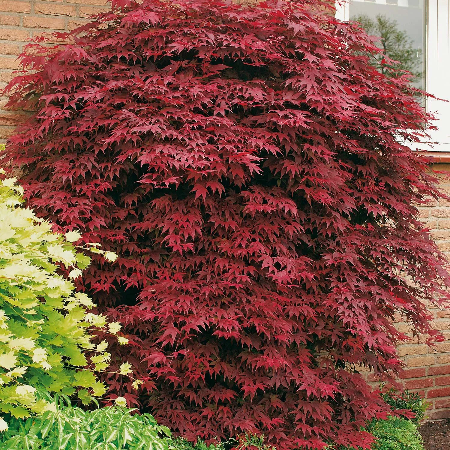 Roter Fächerahorn - Acer palmatum 'Atropurpureum'