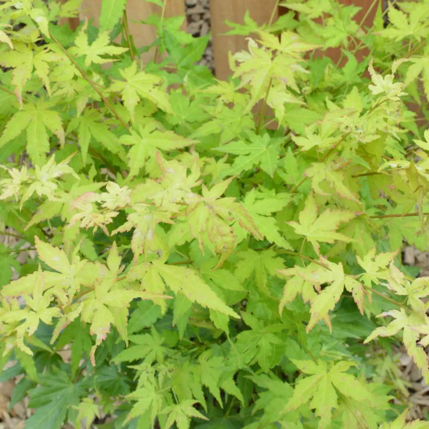Goldahorn - Acer palmatum 'Orange Dream' - Bild 2