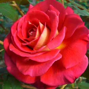 Edelrose - Rosa Copacabana®