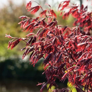 Fächerahorn - Acer palmatum 'Moonfire'