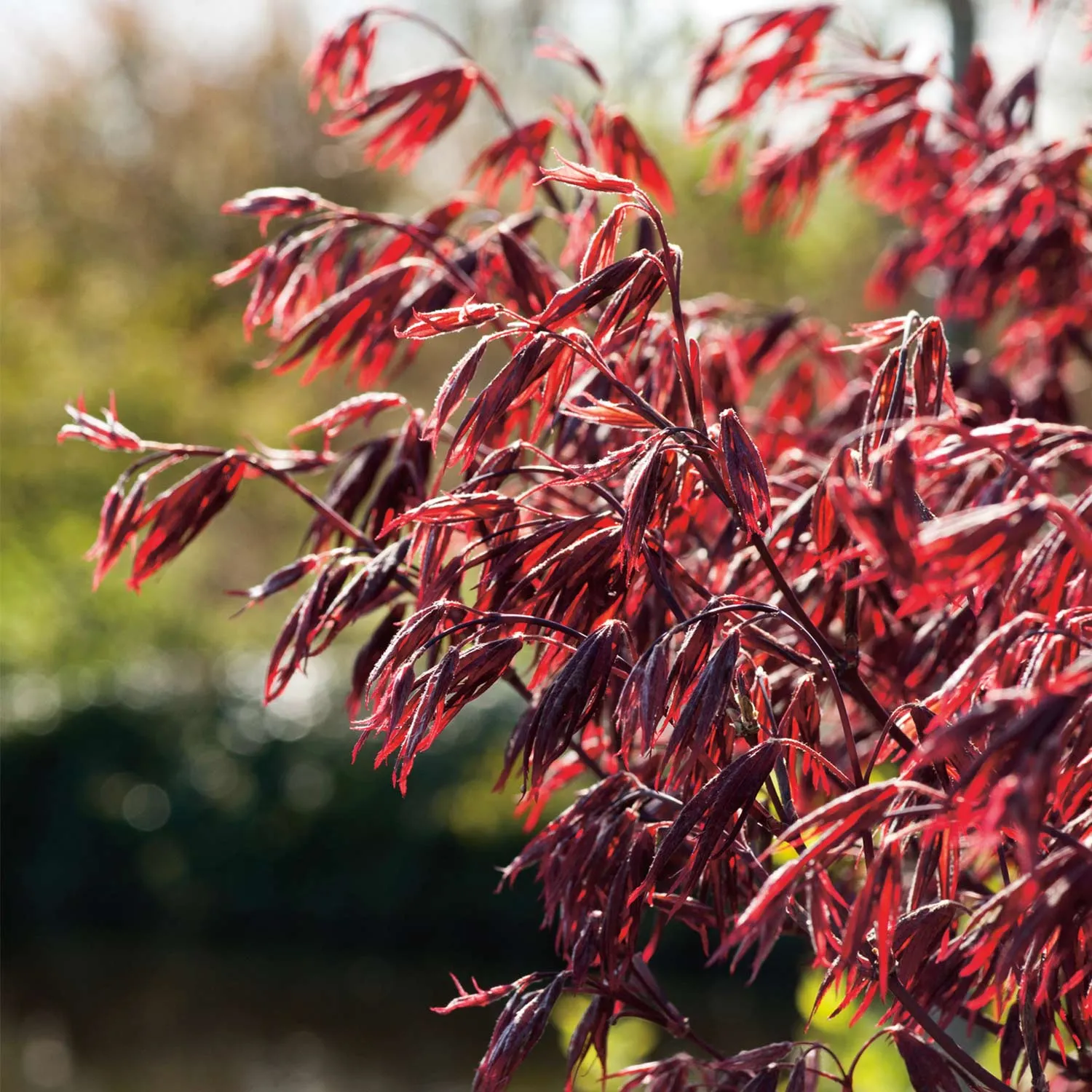 Fächerahorn - Acer palmatum 'Moonfire'