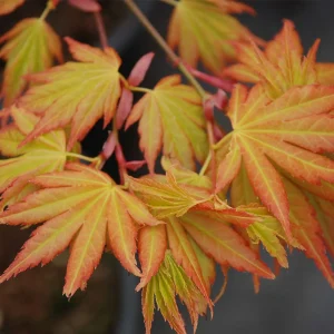Goldahorn - Acer palmatum 'Orange Dream' - Bild 4