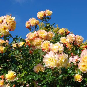 Kletterrose - Rosa Moonlight® - Bild 2