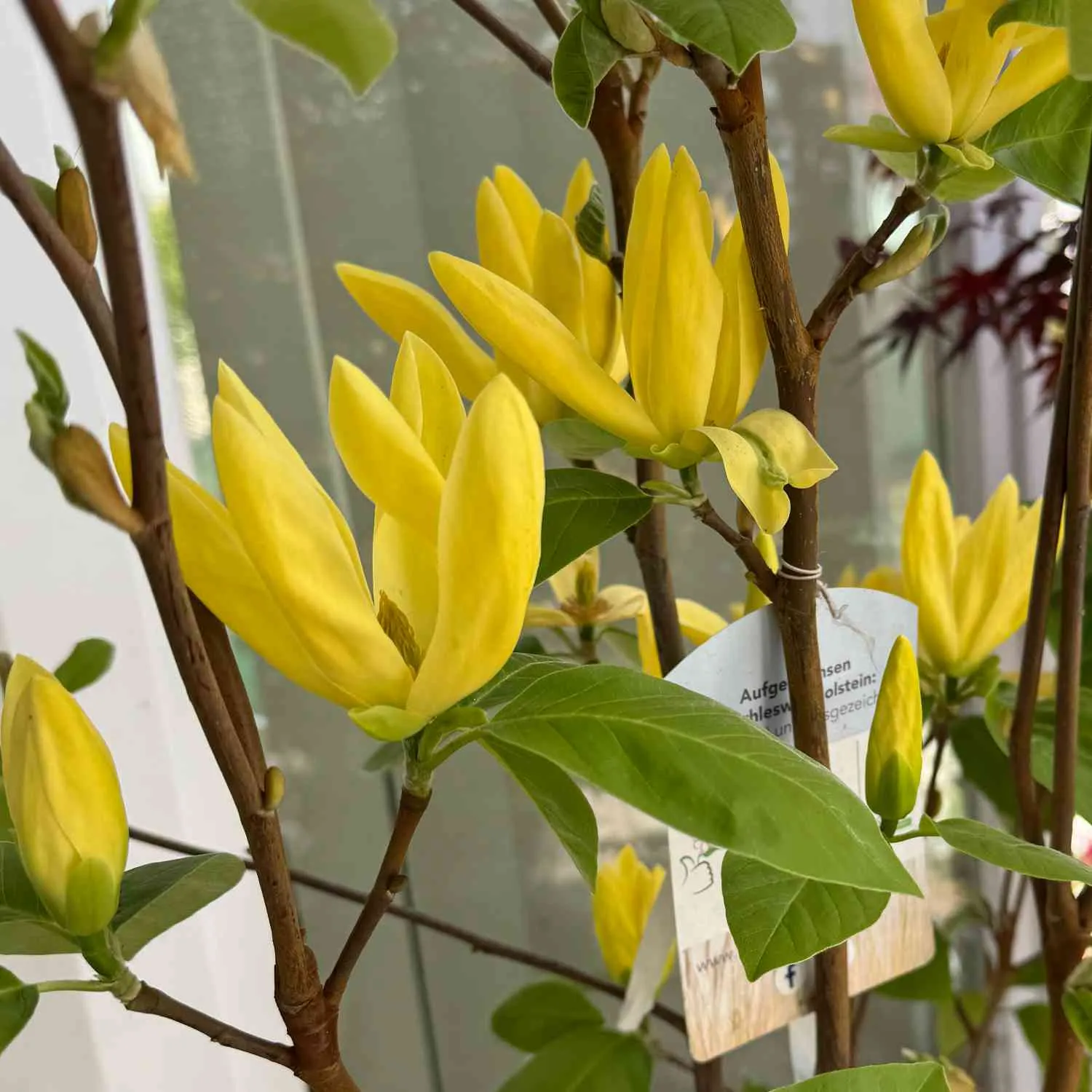 Magnolie - Magnolia'Daphne' - Bild 3