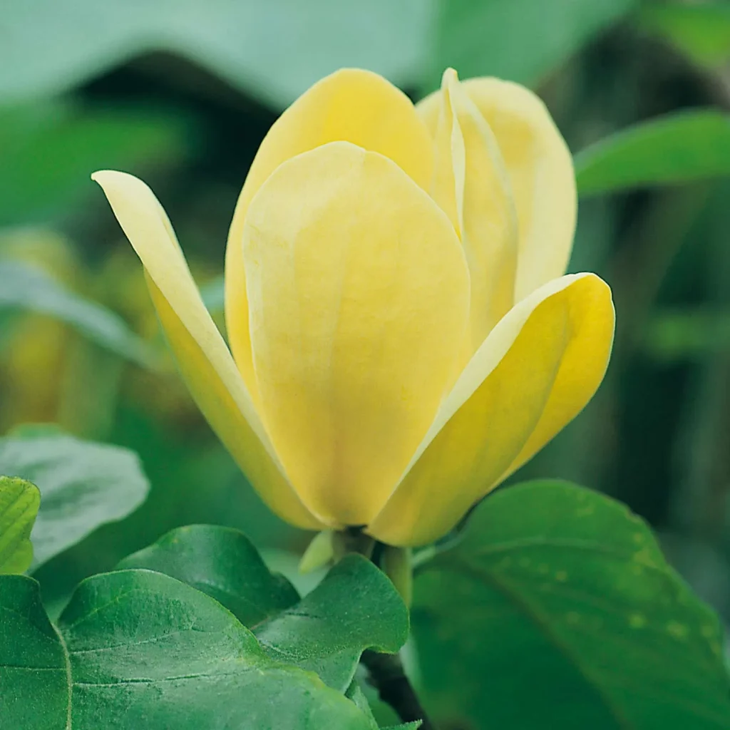 1-magnolie-daphne