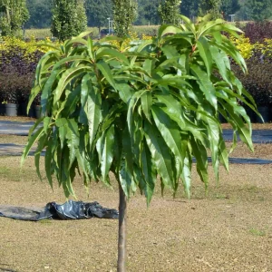 Zwergstämmchen Nektarine - Prunus persica Nectarella - Bild 3