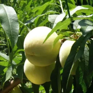 Weißer Pfirsichstamm - Prunus persica Icepeach