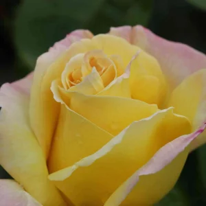 Edelrose - Rosa Gloria Dei® - Bild 3