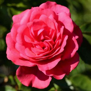 Kletterrose - Rosa Rosarium Uetersen® - Bild 2