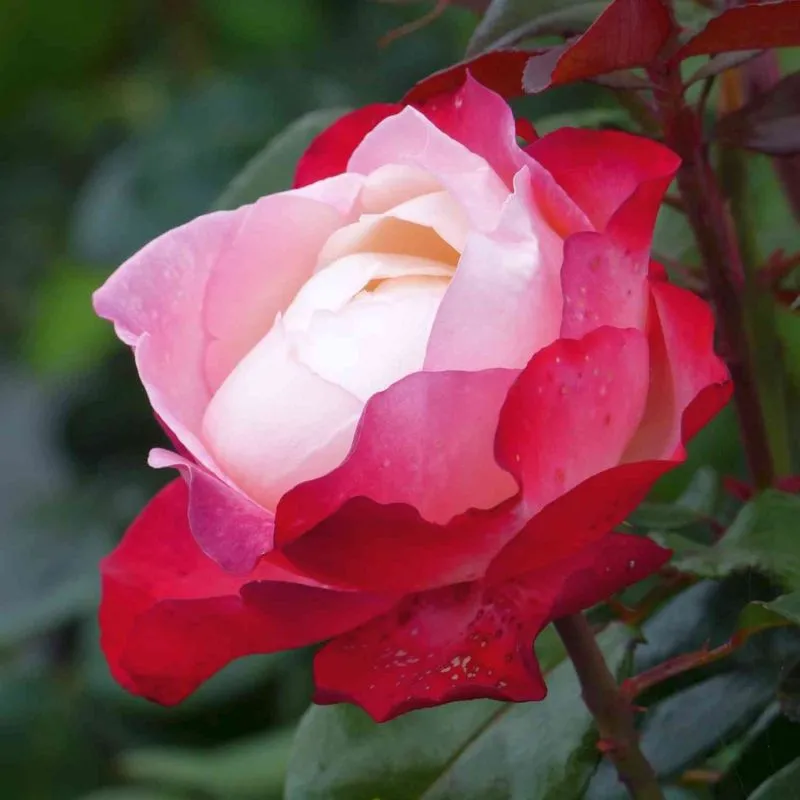 Stammrose - Rosa Nostalgie® - Bild 2