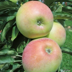 Säulenapfel - Malus Goldcats